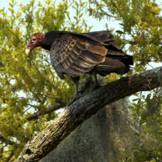 Turkey Vulture jpg photo file