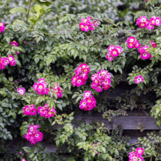 American Pillar Rose